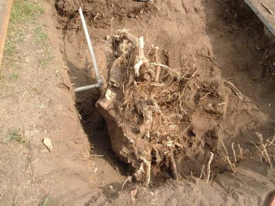 Large root ball